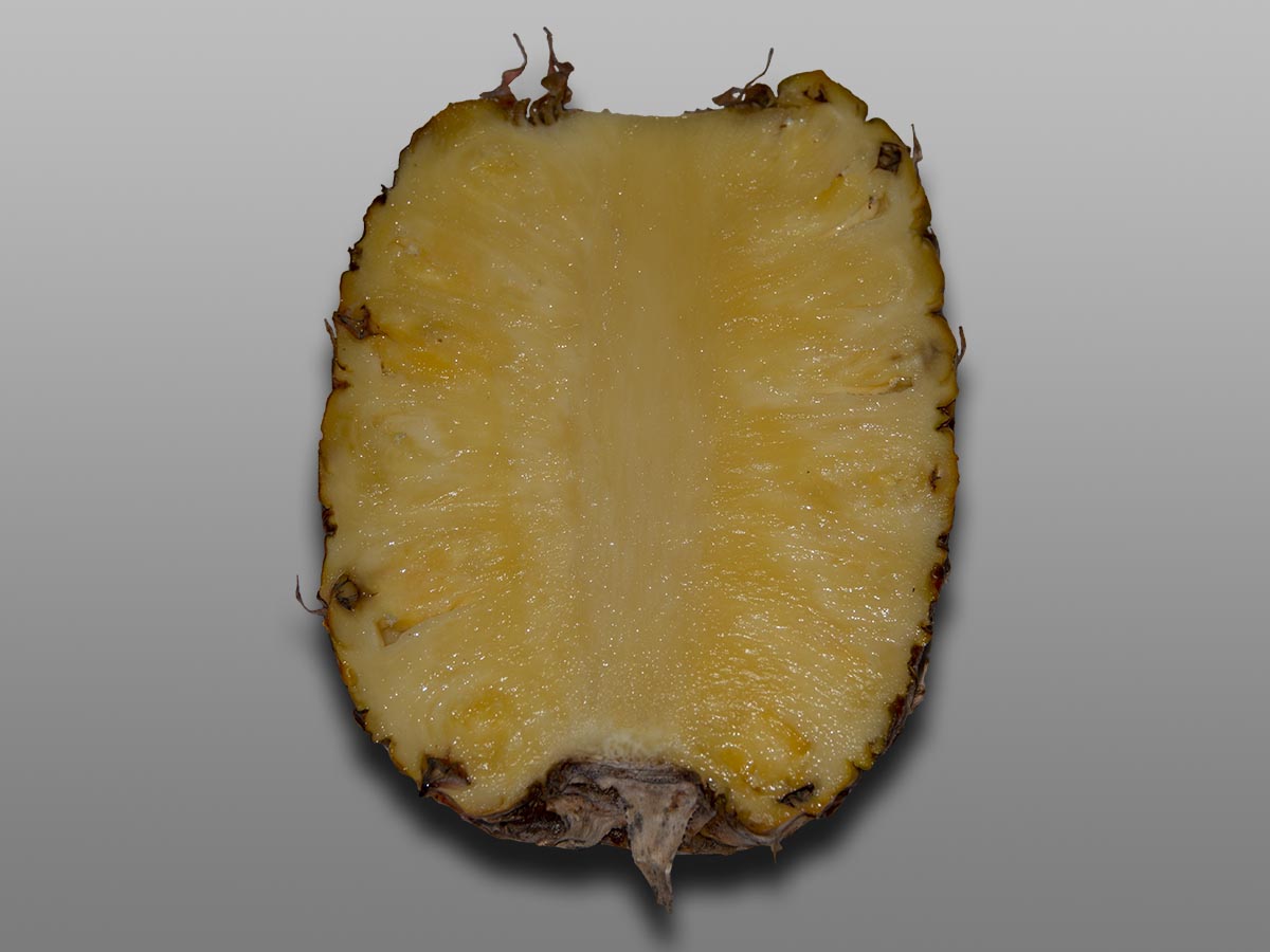 Ananas comosus